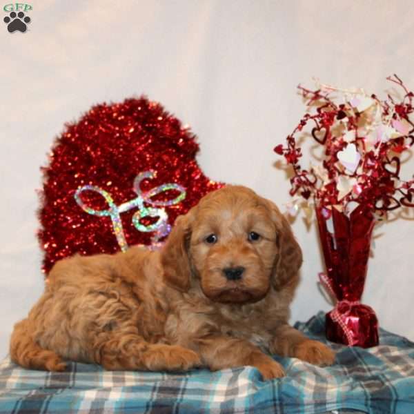 Dallas, Mini Goldendoodle Puppy